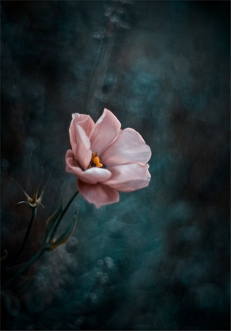 Сказочный мир макросъёмки