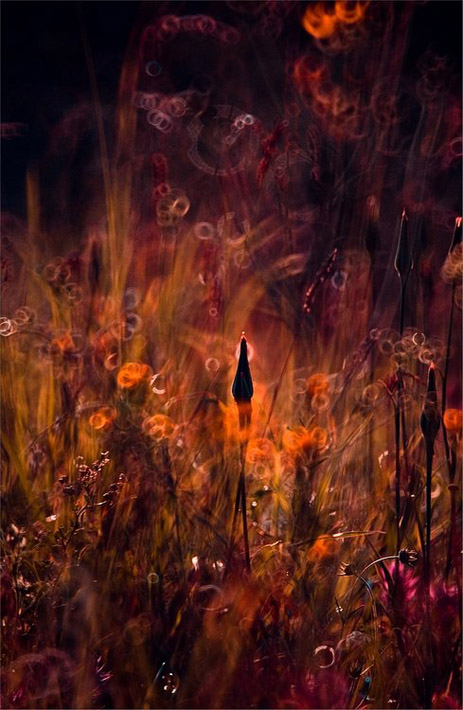 Сказочный мир макросъёмки