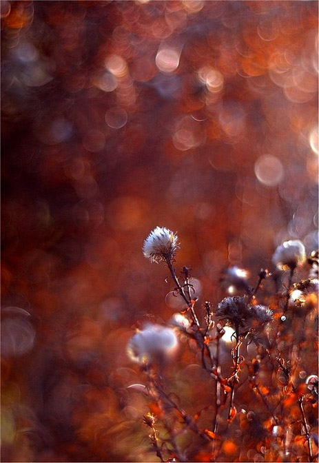 Сказочный мир макросъёмки