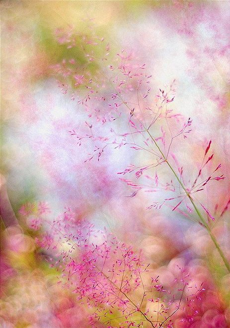 Сказочный мир макросъёмки