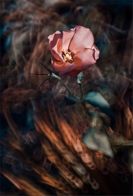 Сказочный мир макросъёмки