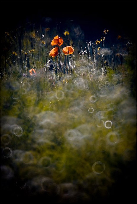 Сказочный мир макросъёмки