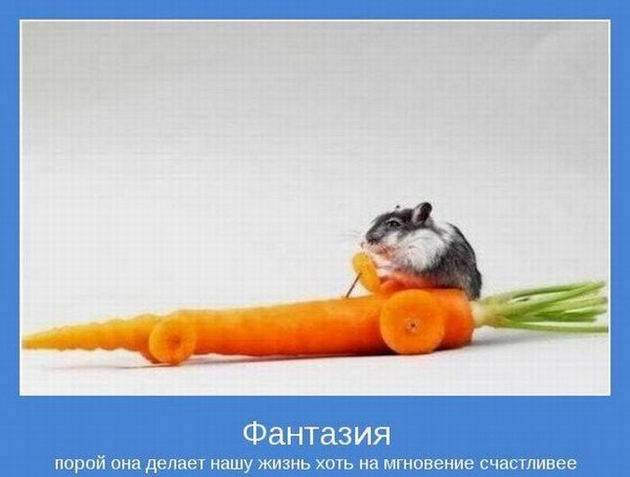 Мотиваторы 