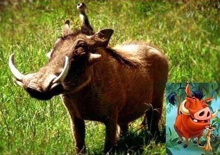 Забавные сходства звёзд