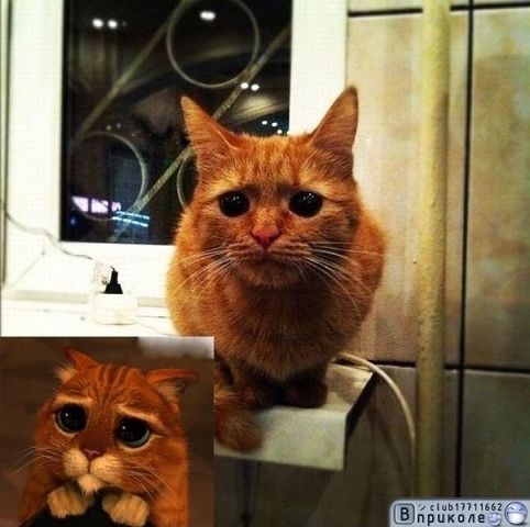 Забавные сходства звёзд