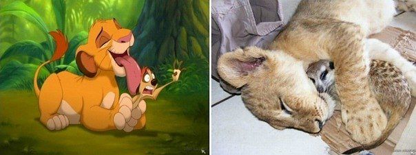 Забавные сходства звёзд