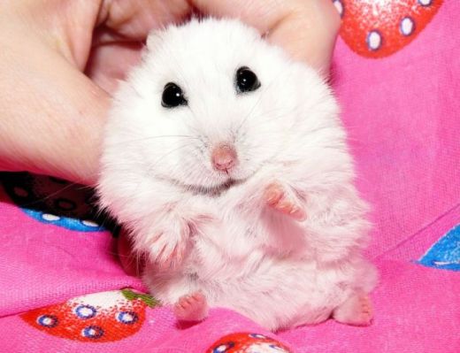 Милые фото хомяка