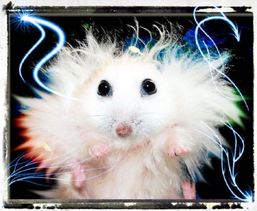 Милые фото хомяка