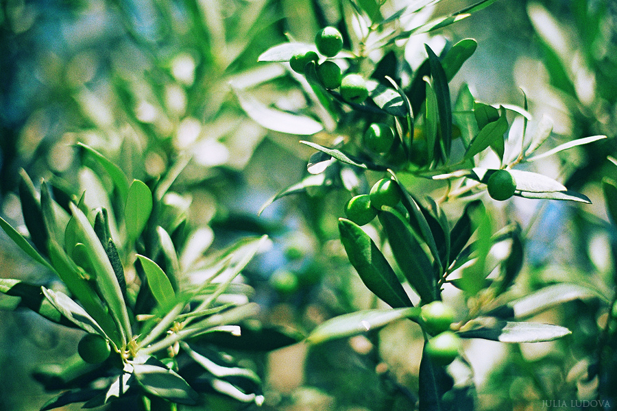 Путешествие в Италию: Тоскана.