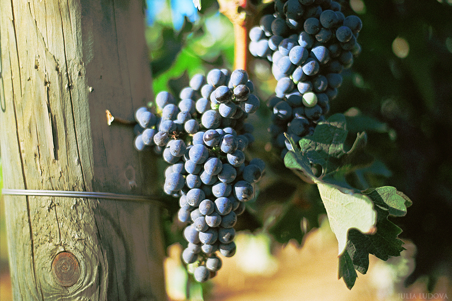 Путешествие в Италию: Тоскана.