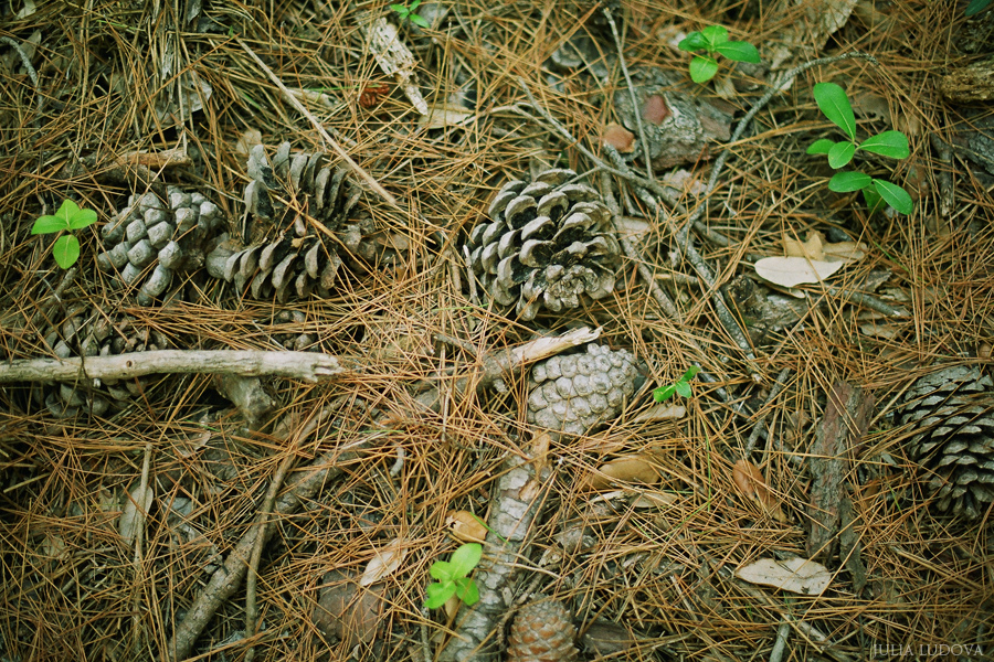 Путешествие в Италию: Тоскана.