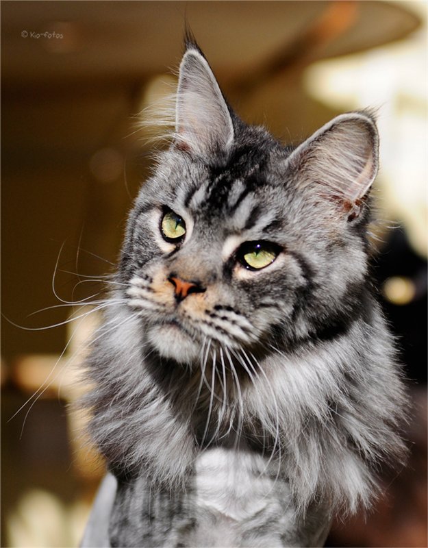 Мейн-куны - ласковые гиганты Мейн-куны - ласковые гиганты