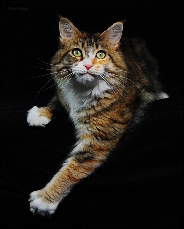 Мейн-куны - ласковые гиганты Мейн-куны - ласковые гиганты