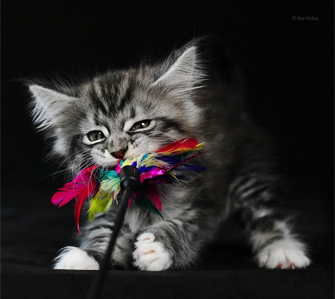 Мейн-куны - ласковые гиганты Мейн-куны - ласковые гиганты