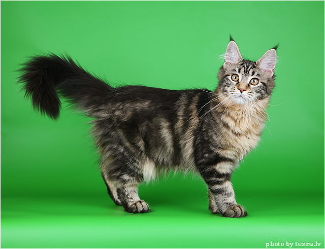 Мейн-куны - ласковые гиганты Мейн-куны - ласковые гиганты