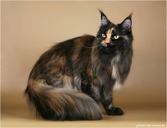 Мейн-куны - ласковые гиганты Мейн-куны - ласковые гиганты