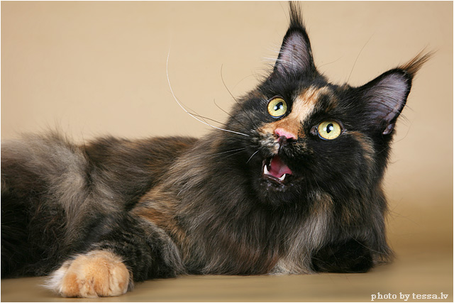 Мейн-куны - ласковые гиганты Мейн-куны - ласковые гиганты