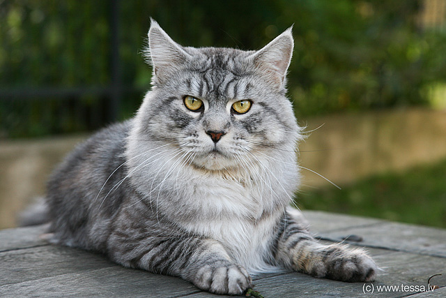 Мейн-куны - ласковые гиганты Мейн-куны - ласковые гиганты