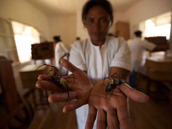 Паучье золото, ткань