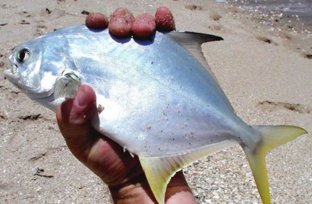 Махинации с рыбной продукцией к пиву