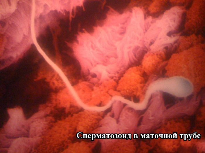 Как зарождается жизнь