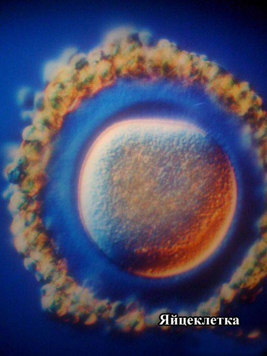 Как зарождается жизнь