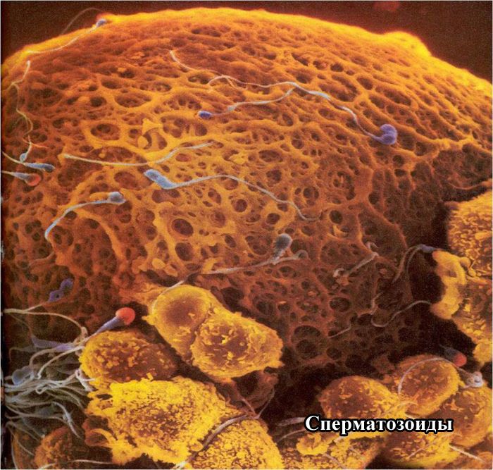 Как зарождается жизнь