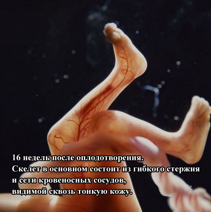 Как зарождается жизнь