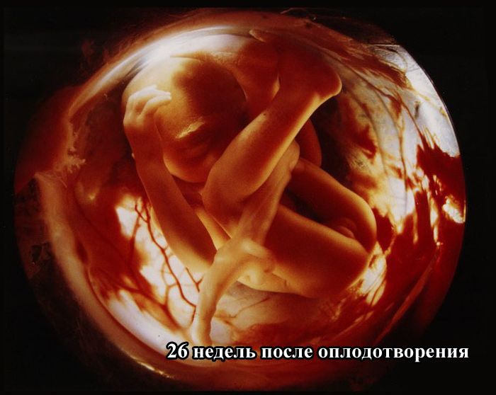 Как зарождается жизнь