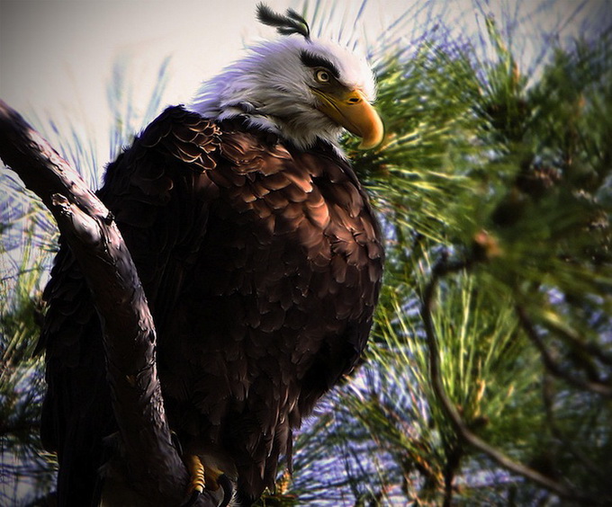 Реальные Angry Birds