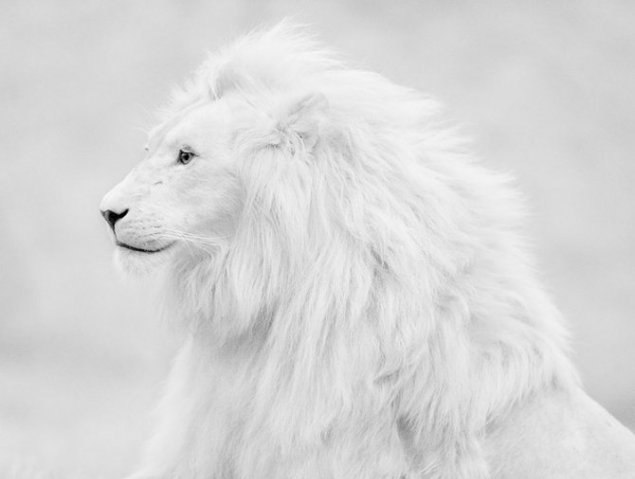 Просто картинки