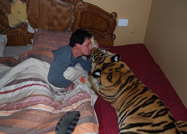 Домашний тигр, Ензо