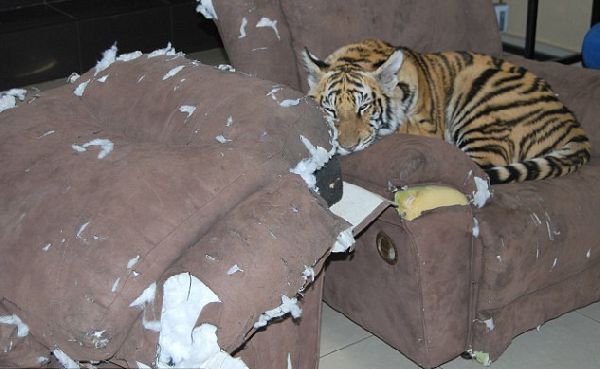 Домашний тигр, Ензо