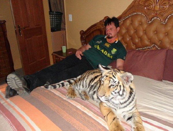 Домашний тигр, Ензо