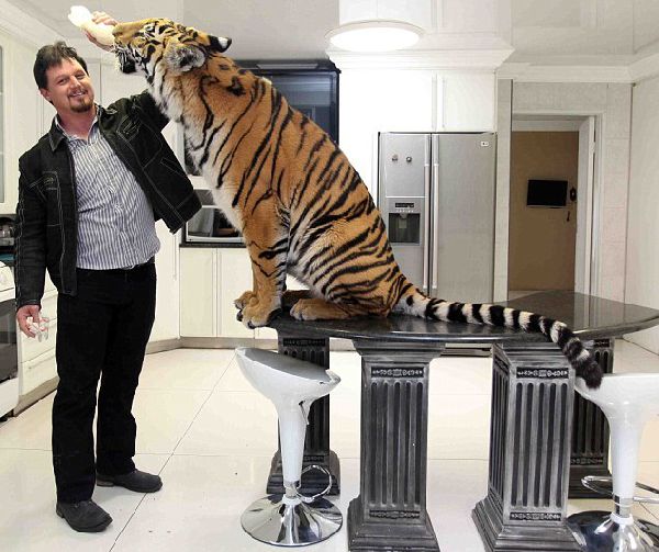 Домашний тигр, Ензо