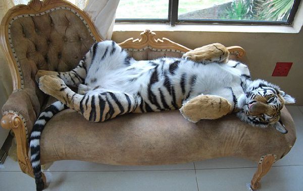 Домашний тигр, Ензо