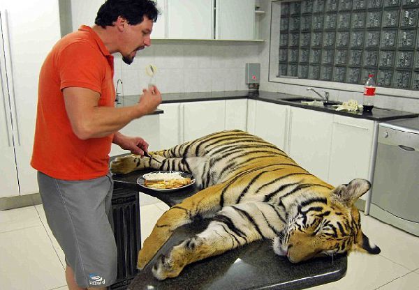 Домашний тигр, Ензо