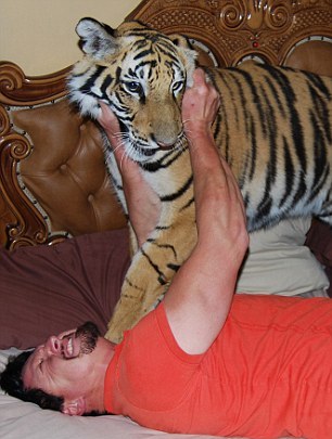 Домашний тигр, Ензо