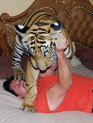 Домашний тигр, Ензо