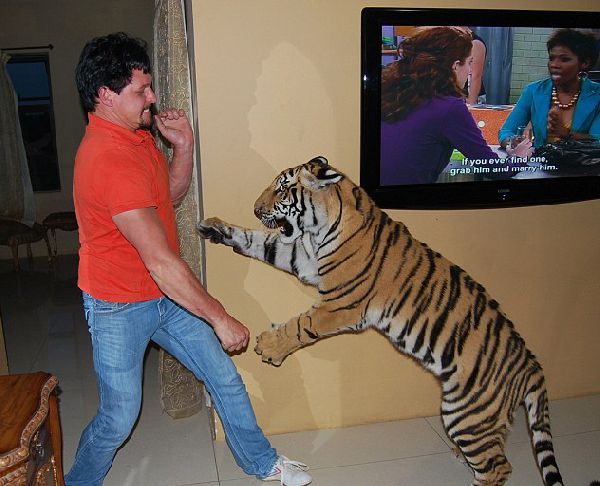 Домашний тигр, Ензо