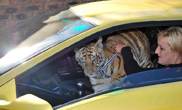 Домашний тигр, Ензо