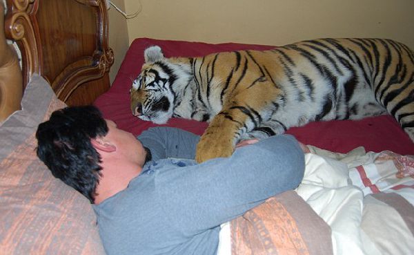 Домашний тигр, Ензо