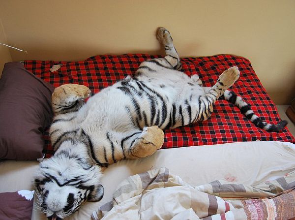 Домашний тигр, Ензо