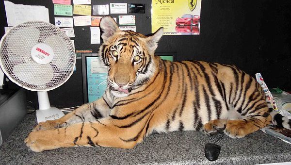 Домашний тигр, Ензо