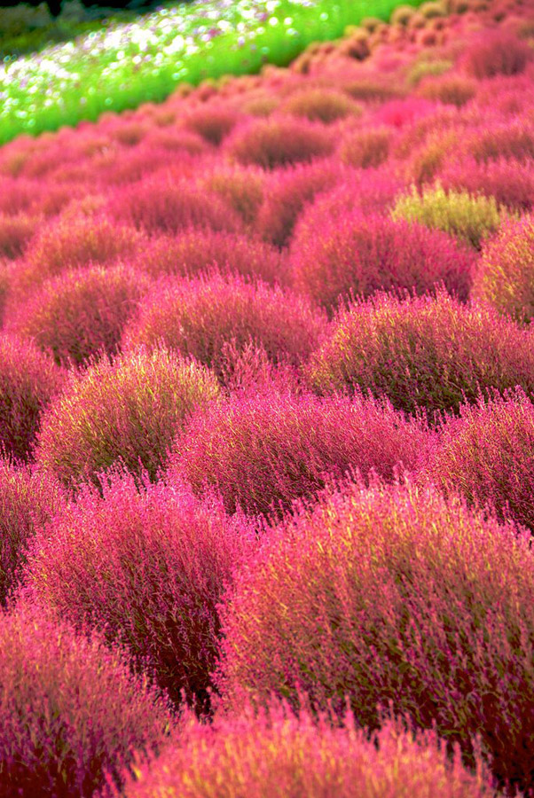 Страна цветов «Hitachi Seaside Park»
