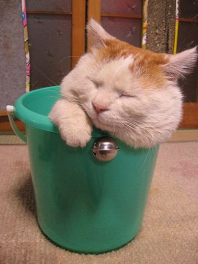 Самый ленивый японский кот Широнеко