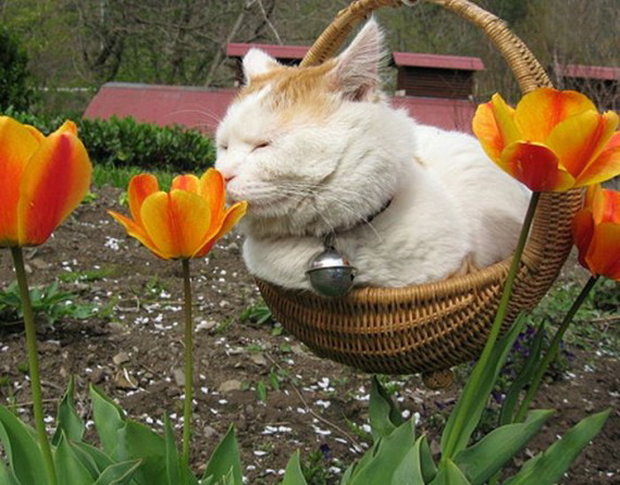 Самый ленивый японский кот Широнеко