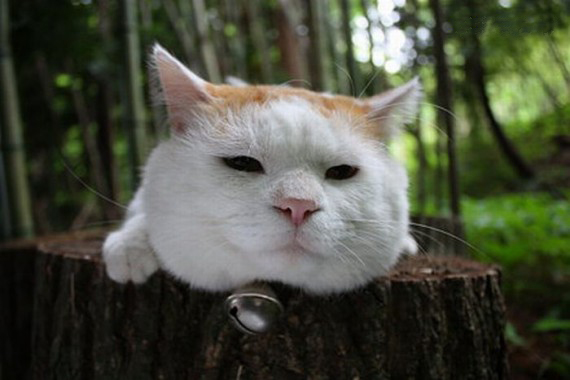 Самый ленивый японский кот Широнеко