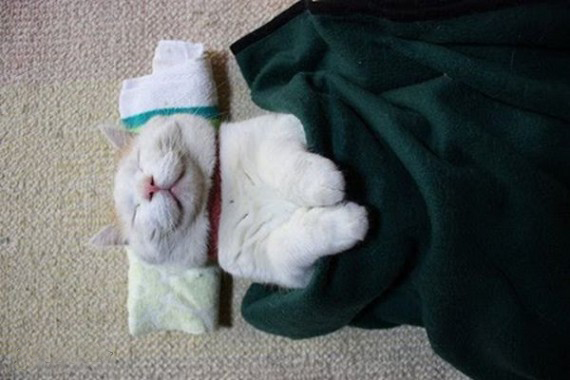 Самый ленивый японский кот Широнеко