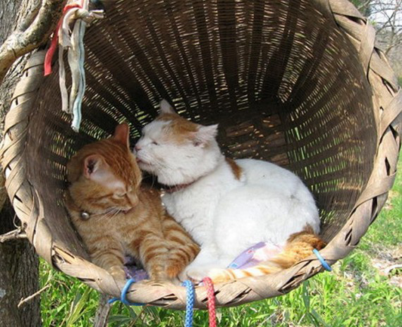 Самый ленивый японский кот Широнеко